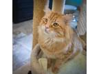 Adopt Manager (FCID# 05/06/2024 - 36 Trainer) a Orange or Red Domestic Shorthair