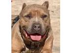 Adopt King a Brown/Chocolate Pit Bull Terrier dog in Langley, BC (41568103)