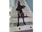Adopt Karina a Black - with White Mixed Breed (Medium) dog in Langley