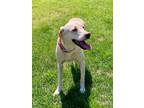 Adopt Halo a Tan/Yellow/Fawn Labrador Retriever dog in Langley, BC (41568101)