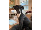 Adopt Brisa a Black - with White Labrador Retriever dog in Langley