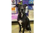 Adopt Bessie a Black Pit Bull Terrier / Labrador Retriever dog in Aurora