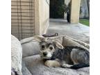Adopt Bella a Gray/Blue/Silver/Salt & Pepper Schnauzer (Miniature) / Jack