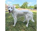 Adopt Bliss a White Great Pyrenees / Mixed dog in Louisville, KY (41568122)