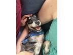 Adopt Esco a Gray/Blue/Silver/Salt & Pepper Schnauzer (Standard) / Poodle