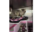 Adopt Mermaid a Domestic Mediumhair (long coat) cat in Grand Rapids