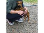 Adopt Lee-Lee a Brown/Chocolate - with Tan Dachshund dog in Halifax