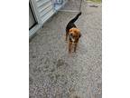 Adopt Juliet a Black - with Brown, Red, Golden, Orange or Chestnut Mixed Breed