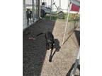 Adopt Skye a Black - with White Terrier (Unknown Type, Medium) / Mixed dog in