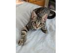 Adopt Capri a Gray, Blue or Silver Tabby Domestic Shorthair (long coat) cat in