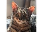 Adopt Mercedes a Gray, Blue or Silver Tabby Domestic Shorthair (short coat) cat