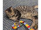 Adopt Forrest a Gray, Blue or Silver Tabby Domestic Shorthair (short coat) cat