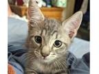Adopt Silver Cloud a Gray, Blue or Silver Tabby Domestic Mediumhair (long coat)