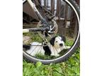 Adopt Moo moo a Black - with White Border Collie / American Pit Bull Terrier /