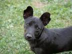 Adopt Michelle a Red/Golden/Orange/Chestnut - with White Dachshund / Fox Terrier