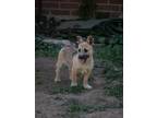Adopt Monica a Red/Golden/Orange/Chestnut - with White Jack Russell Terrier /
