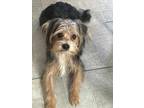 Adopt Lady ***FOSTER HOME*** a Jack Russell Terrier dog in Littleton