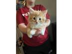 Adopt Aston Martin a Orange or Red Tabby Domestic Mediumhair (long coat) cat in