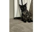 Adopt Carver a Black (Mostly) Domestic Longhair / Mixed (long coat) cat in
