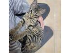 Adopt Jarvis a Domestic Mediumhair / Mixed cat in San Antonio, TX (41567757)