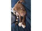 Adopt Rooster a Staffordshire Bull Terrier dog in Wendell, NC (41567775)