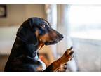 Adopt Macie a Black - with Brown, Red, Golden, Orange or Chestnut Dachshund dog