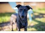 Adopt Sassafras a Black - with White Blue Heeler dog in Howey in the Hills