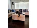 Adopt Sage a Black Great Dane / Mixed dog in Oswego, IL (41567929)