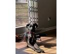 Adopt Raven a Black Great Dane / Mixed dog in Oswego, IL (41567926)