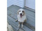 Adopt Dusty a Tan/Yellow/Fawn Australian Shepherd / Mixed dog in Hartsville
