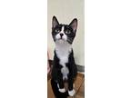 Adopt Spring a Black & White or Tuxedo Domestic Shorthair / Mixed cat in Salt