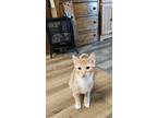 Adopt Winter a Domestic Shorthair / Mixed cat in Salt Lake City, UT (41567737)