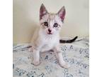 Adopt Louie 7 a Spotted Tabby/Leopard Spotted Siamese cat in Austin