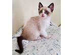 Adopt Webby a Spotted Tabby/Leopard Spotted Siamese cat in Austin, TX (41567892)