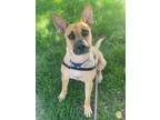 Adopt Maple a Brown/Chocolate - with Black German Shepherd Dog dog in Sedalia