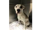Adopt Lola a Tricolor (Tan/Brown & Black & White) Pit Bull Terrier dog in Hyde