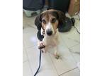 Adopt Jolene a Foxhound dog in Springdale, PA (41567747)