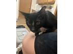 Adopt Junior a Spotted Tabby/Leopard Spotted Domestic Shorthair / Mixed cat in