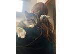 Adopt Zoomy a Spotted Tabby/Leopard Spotted Domestic Shorthair / Mixed cat in