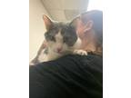 Adopt Max a Spotted Tabby/Leopard Spotted Domestic Shorthair / Mixed cat in
