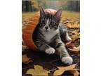 Adopt Jessica a Spotted Tabby/Leopard Spotted Domestic Shorthair / Mixed cat in