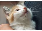 Adopt Sunny a Spotted Tabby/Leopard Spotted Domestic Shorthair / Mixed cat in
