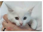 Adopt Windy a Spotted Tabby/Leopard Spotted Domestic Shorthair / Mixed cat in