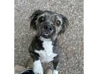 Adopt Harpy a Mixed Breed (Medium) / Mixed dog in Houghton, MI (41567875)