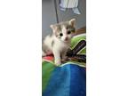 Adopt Skylar a Spotted Tabby/Leopard Spotted Domestic Mediumhair / Mixed cat in