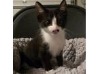 Adopt George a Spotted Tabby/Leopard Spotted Domestic Mediumhair / Mixed cat in