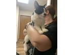 Adopt Moo a Spotted Tabby/Leopard Spotted Domestic Shorthair / Mixed cat in