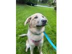 Adopt Lyla a White Great Pyrenees / Anatolian Shepherd dog in Brookeville