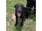 Adopt Sundance a Labrador Retriever / Hound (Unknown Type) / Mixed dog in