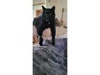 Adopt Lou Baby a Domestic Shorthair / Mixed (short coat) cat in Richland Hills